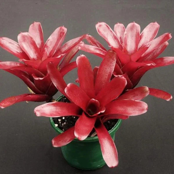 Neoregelia ‘Fireball’