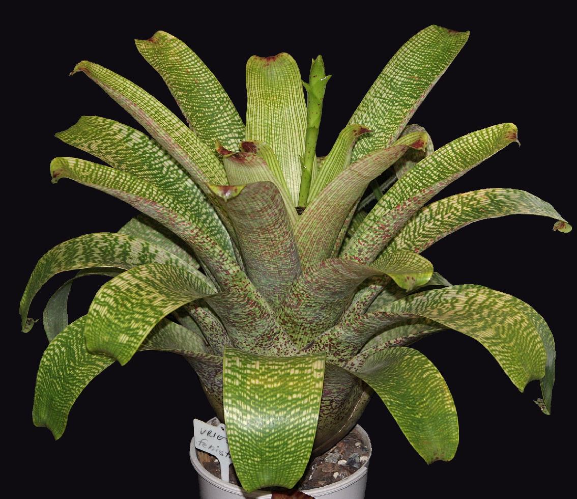 Vriesea fenestralis