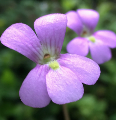 Pinguicula 'Florian'
