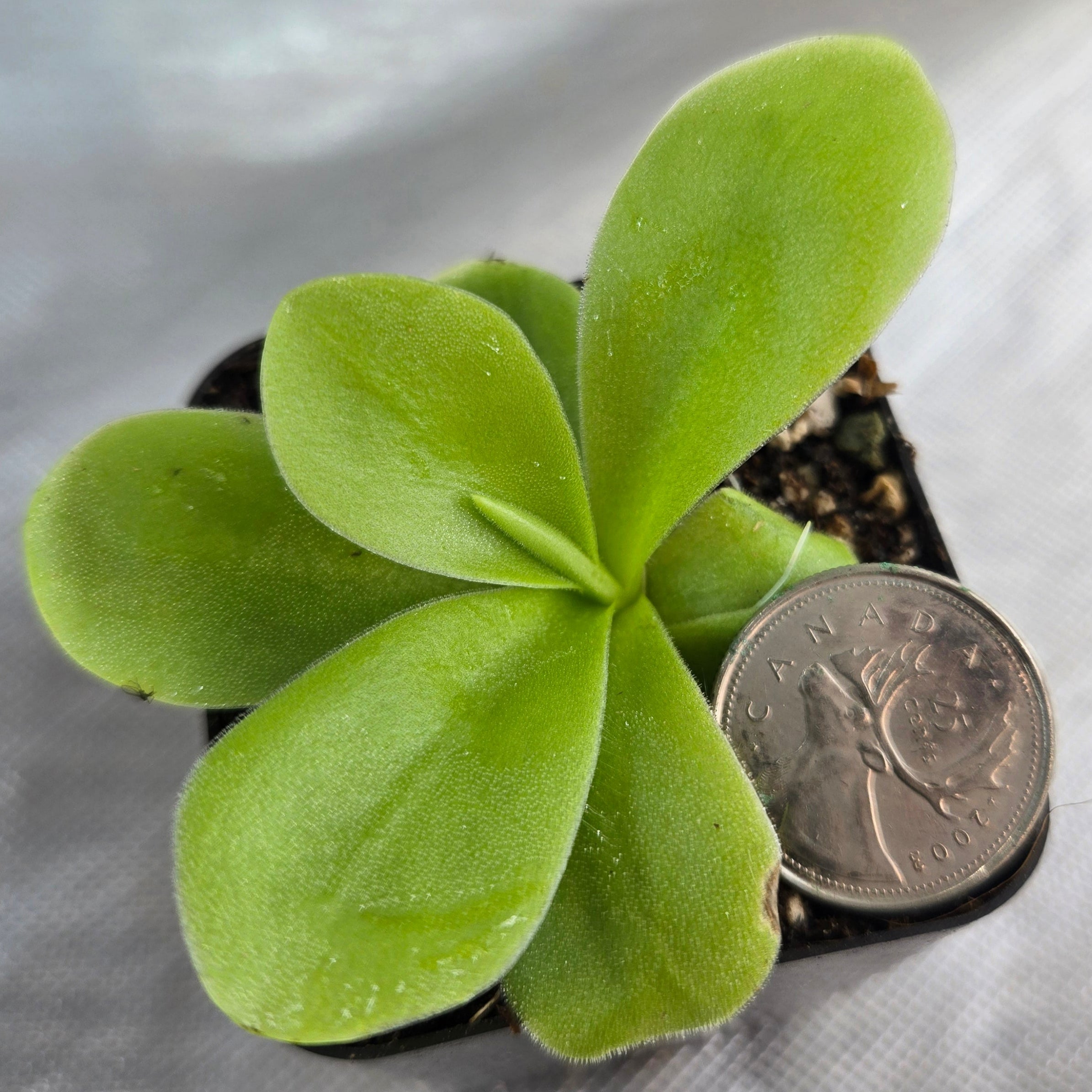Pinguicula gigantea