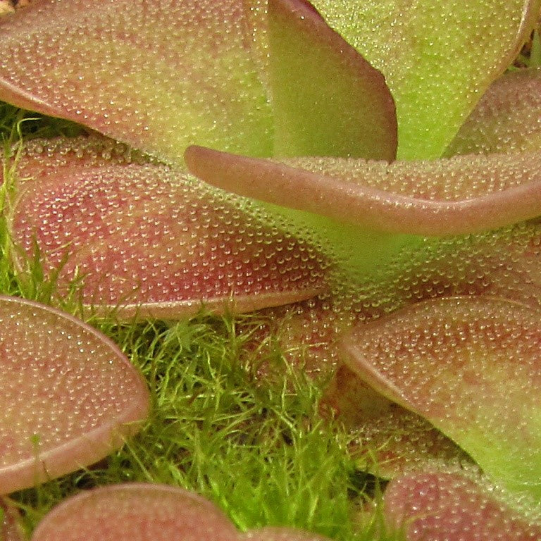 Pinguicula 'species Guatemala, 3100 meters'