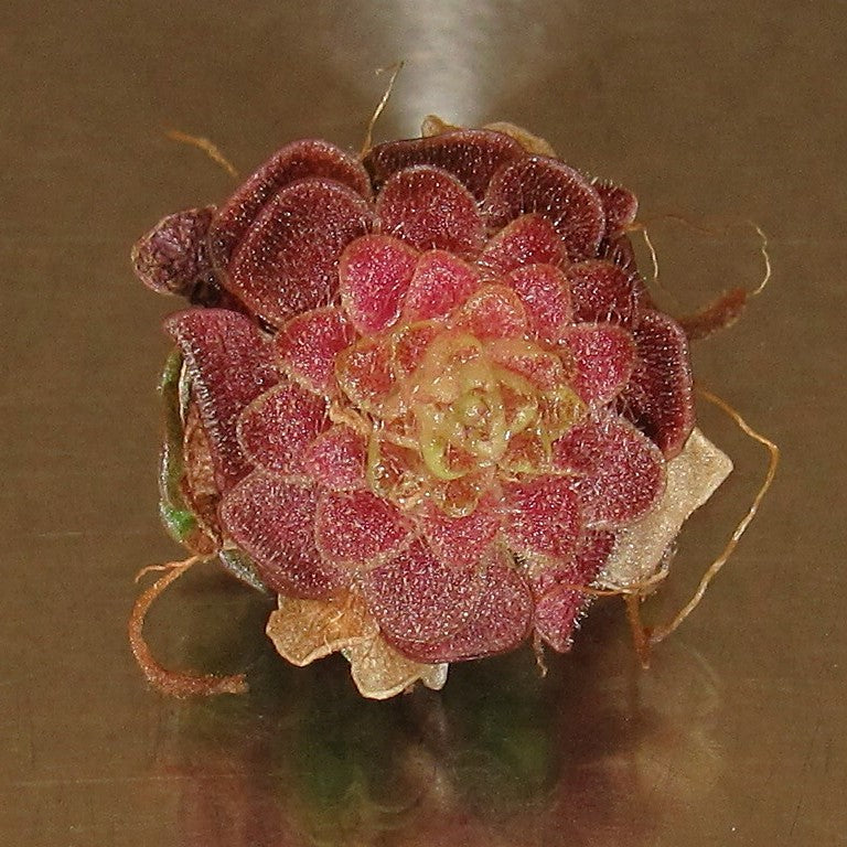 Pinguicula 'species Guatemala, 3100 meters'