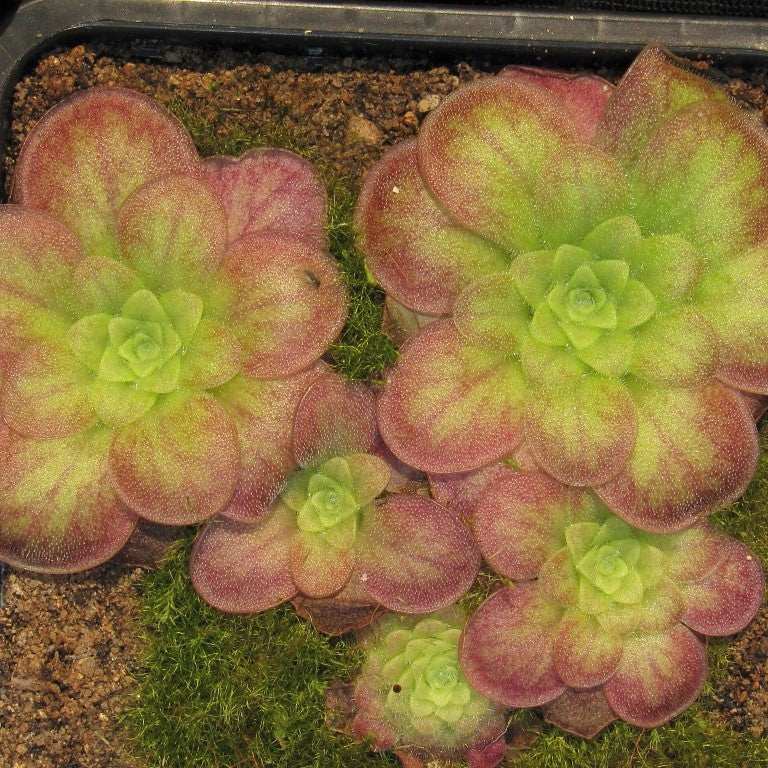Pinguicula 'species Guatemala, 3100 meters'