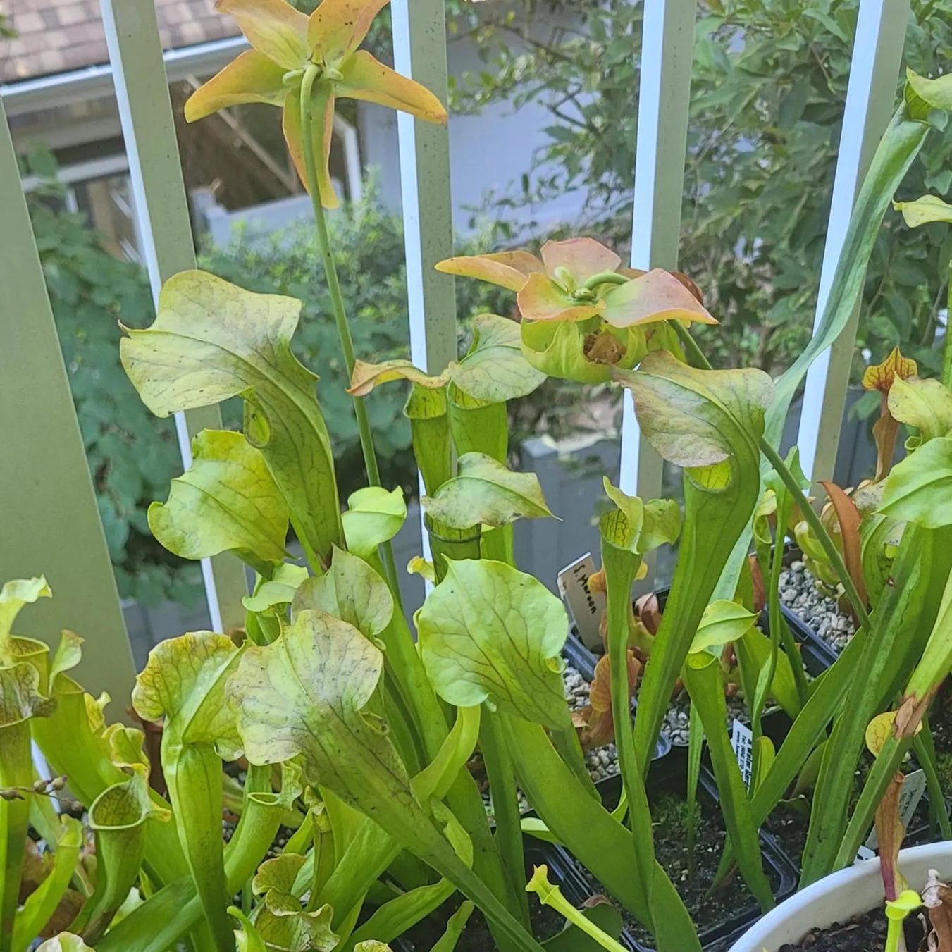 Sarracenia oreophila (Mountain Pitcher Plant)