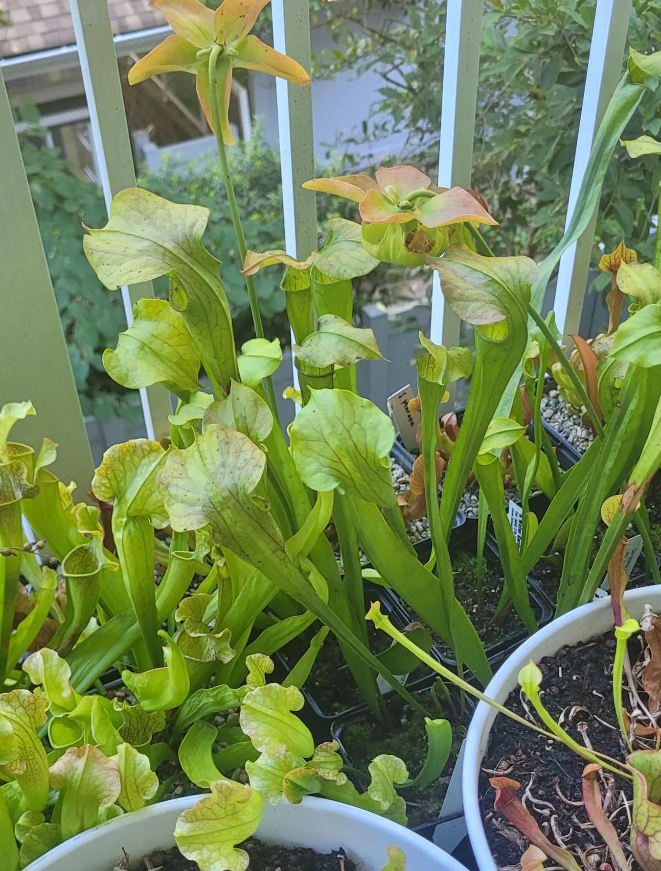 Sarracenia oreophila 'Sand Mountain' (Mountain Pitcher Plant)