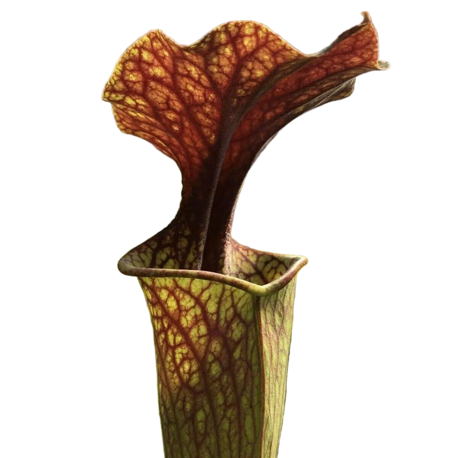 Sarracenia oreophila (Mountain Pitcher Plant)