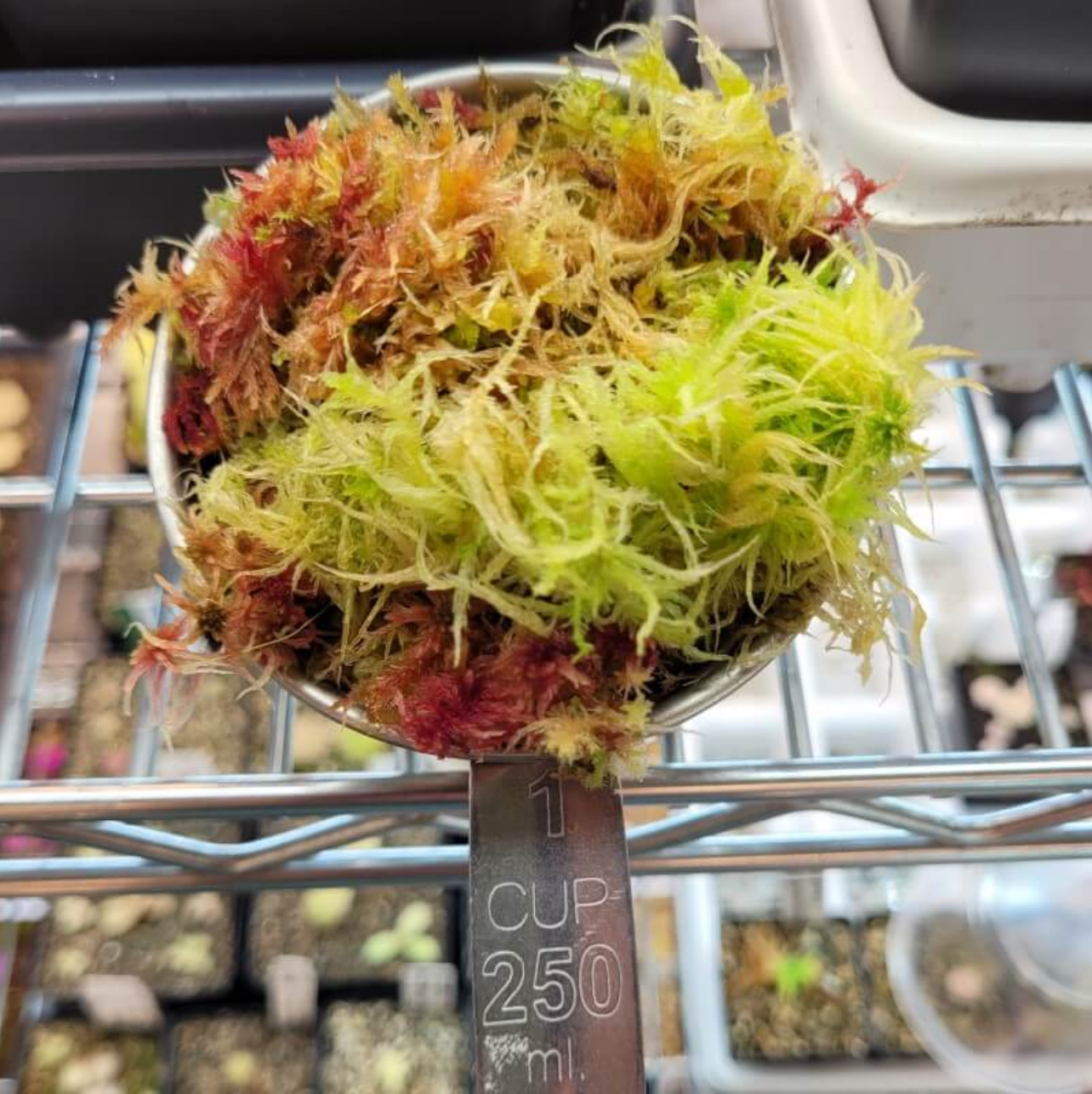 Live Long Fiber Sphagnum Moss