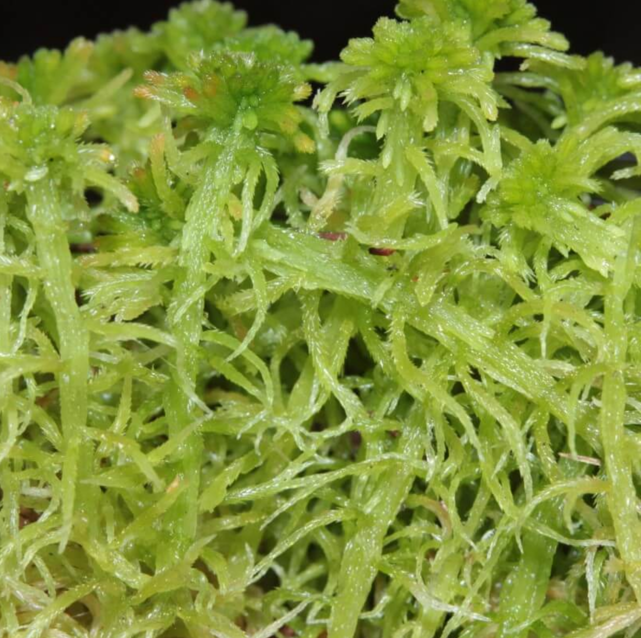 Live Long Fiber Sphagnum Moss
