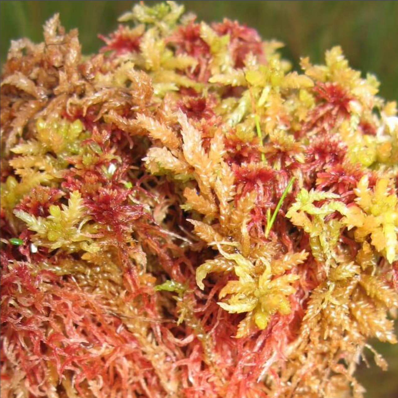 Live Long Fiber Sphagnum Moss