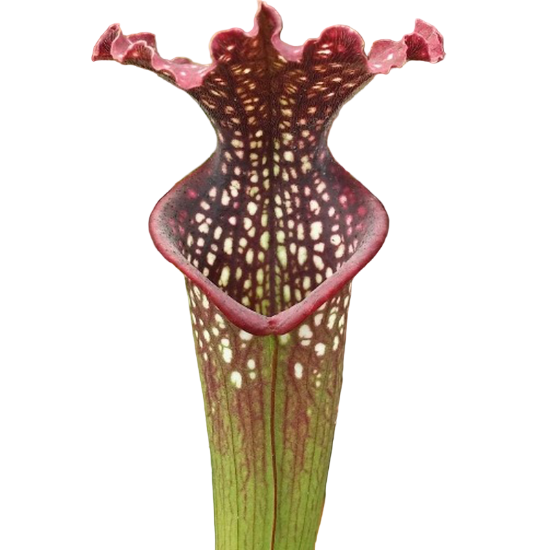 Sarracenia Farnhamii