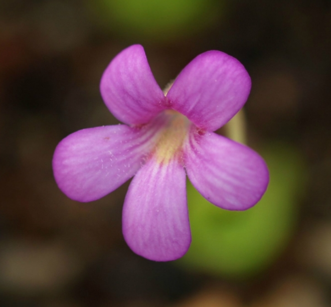 Pinguicula 'Marciano'