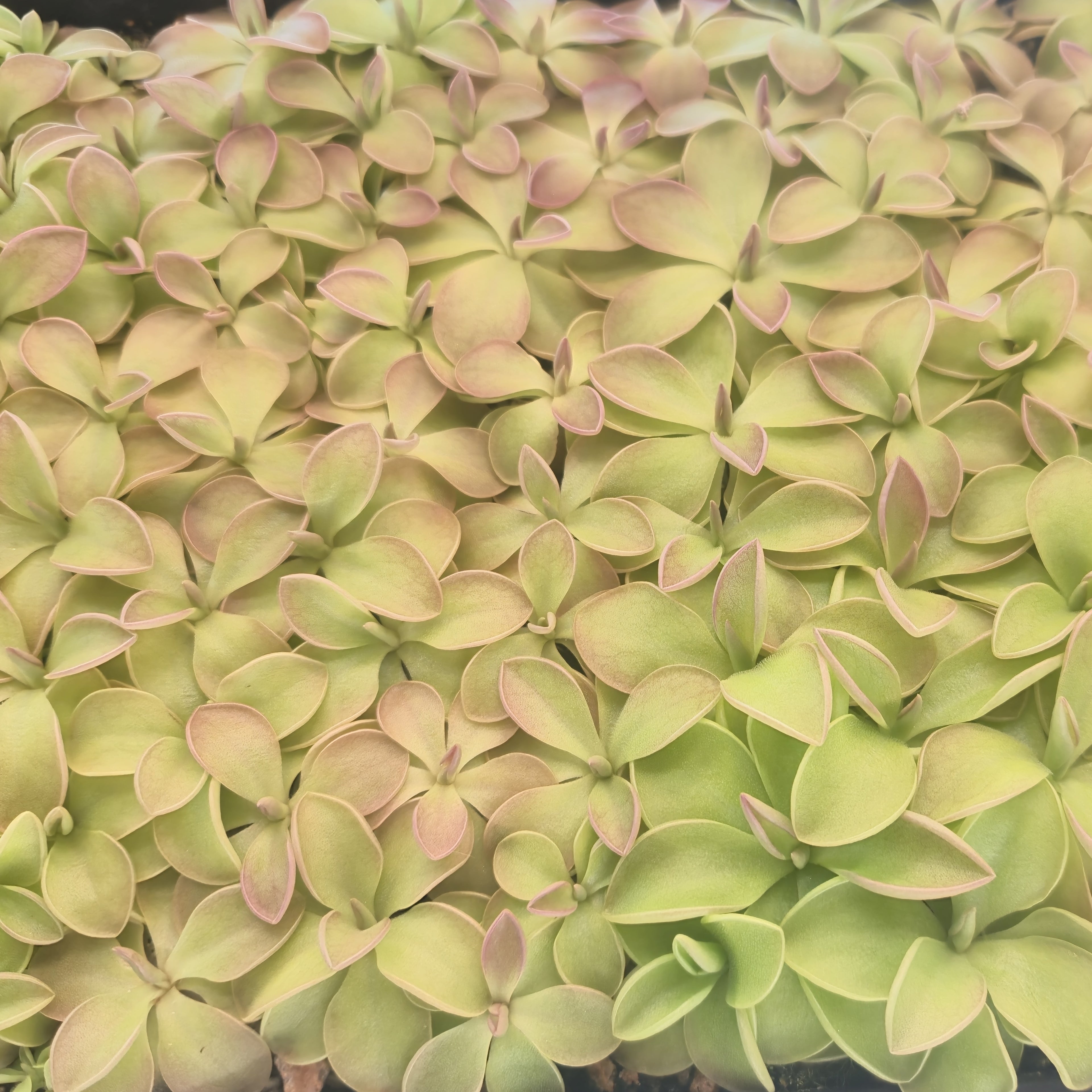 Pinguicula emarginata x 'Weser'