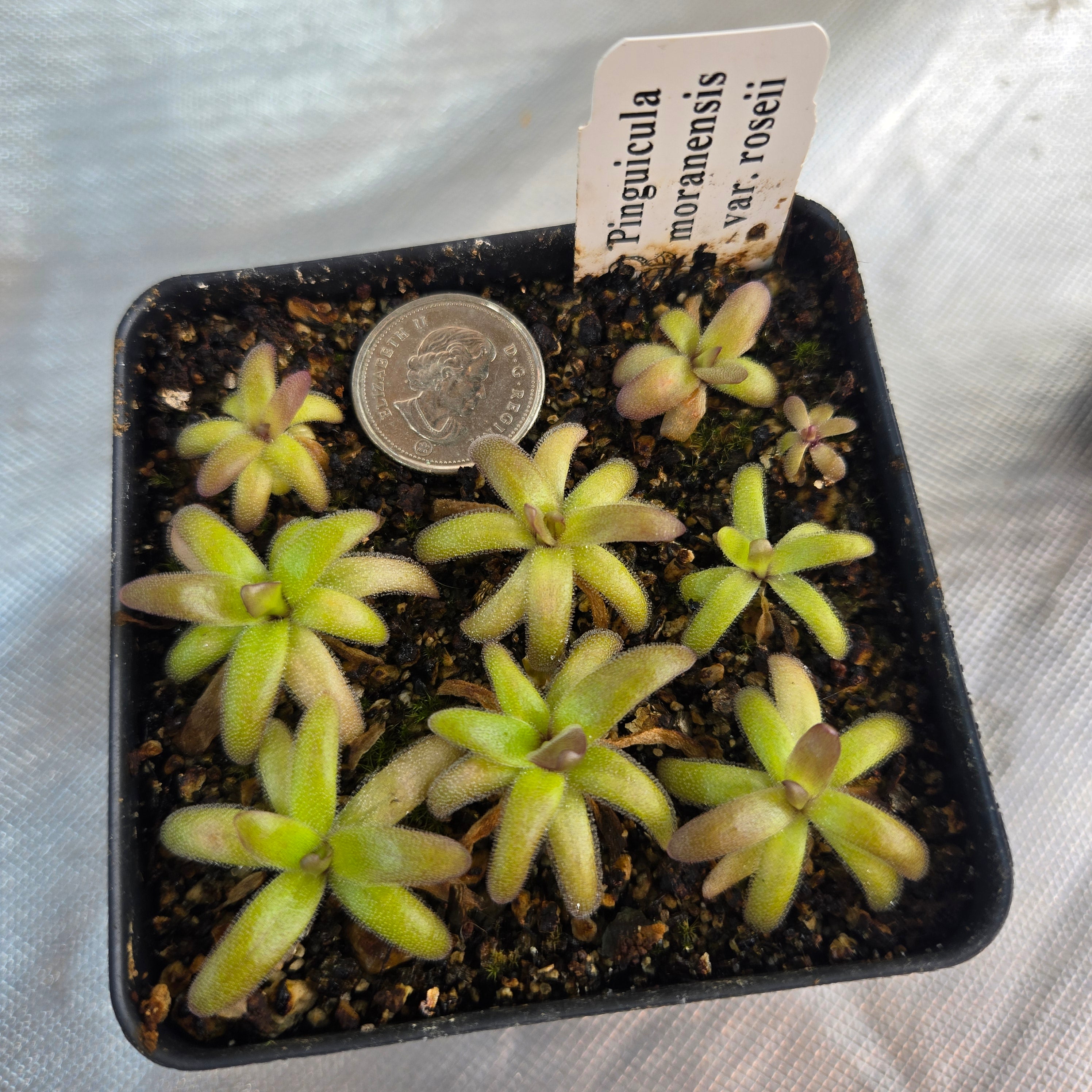 Pinguicula moranensis var. roseii (RC Clone)