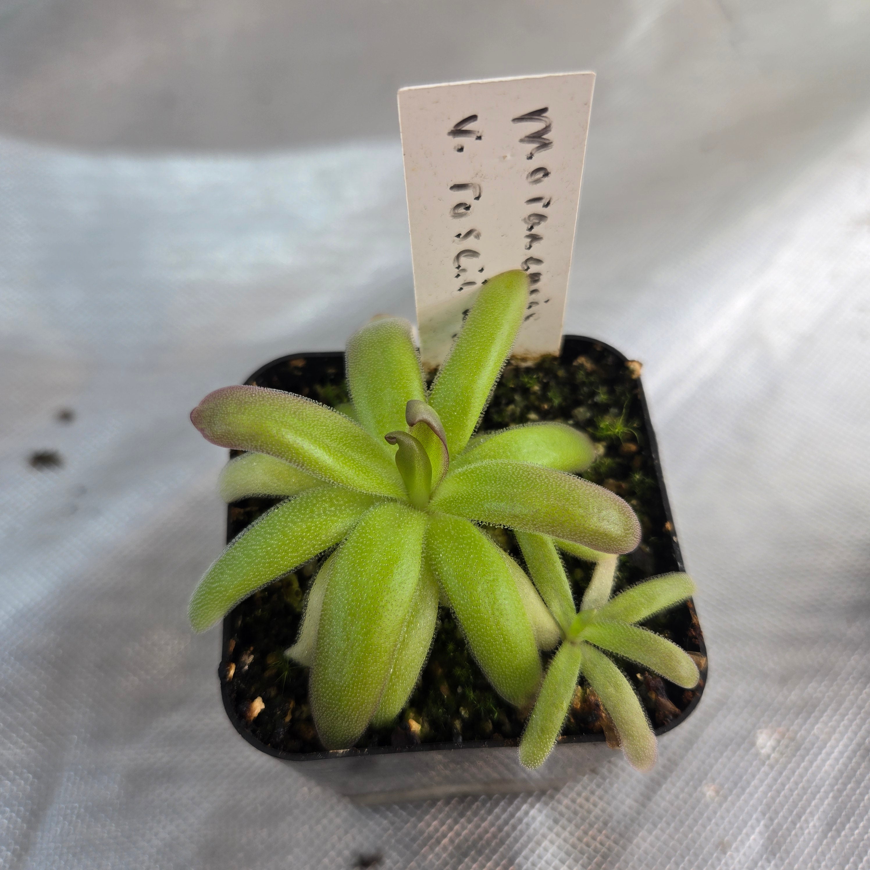 Pinguicula moranensis var. roseii (RC Clone)