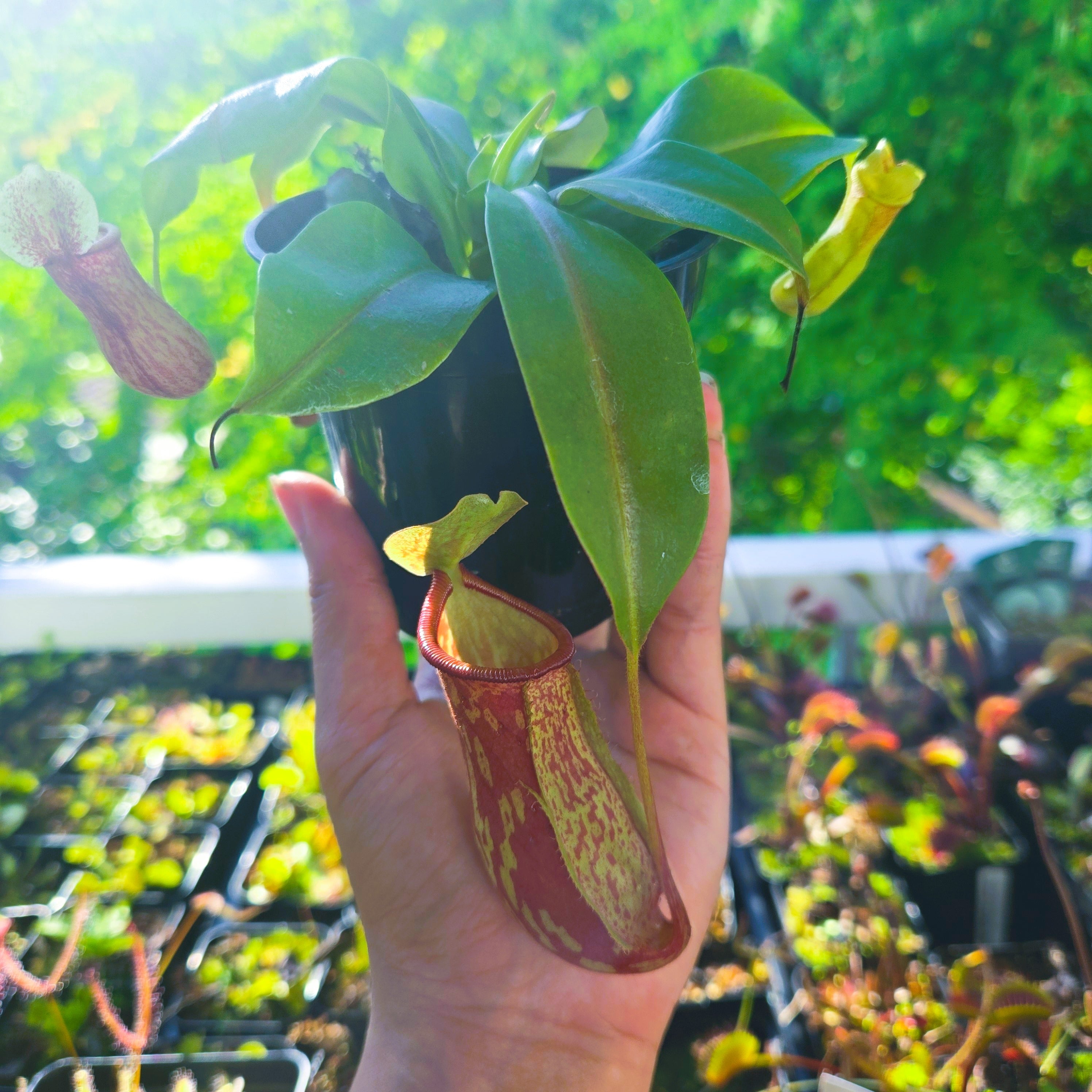 Nepenthes Gaya