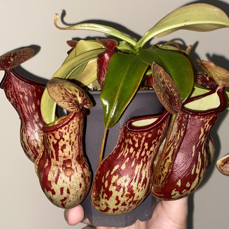Nepenthes Gaya