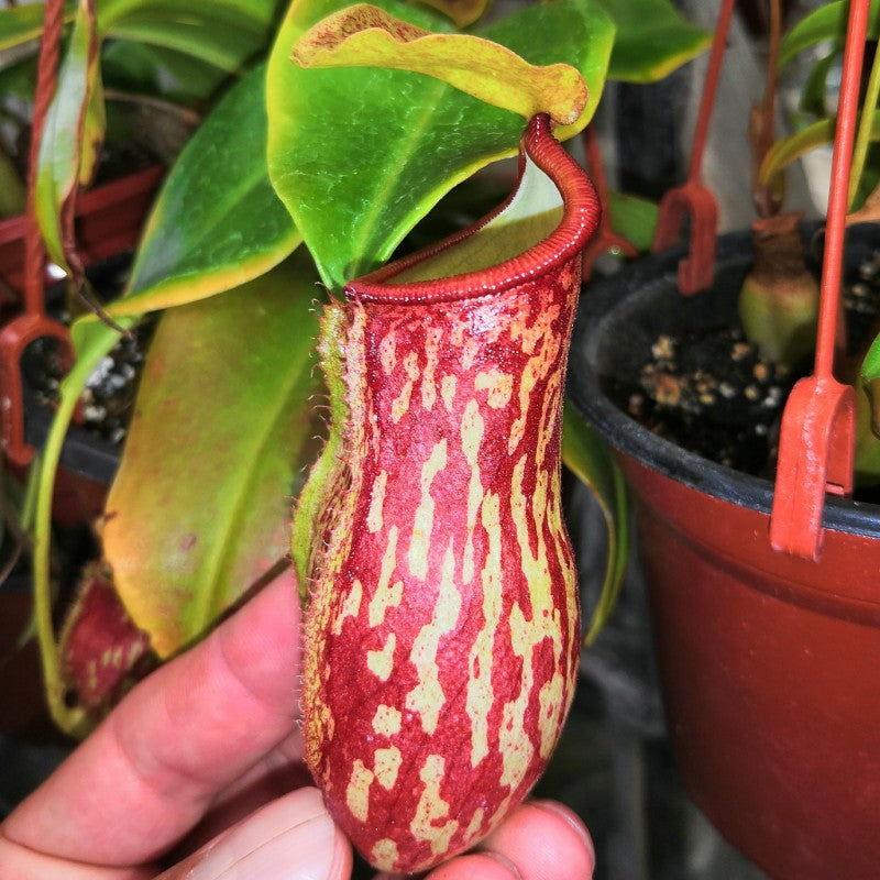 Nepenthes Gaya