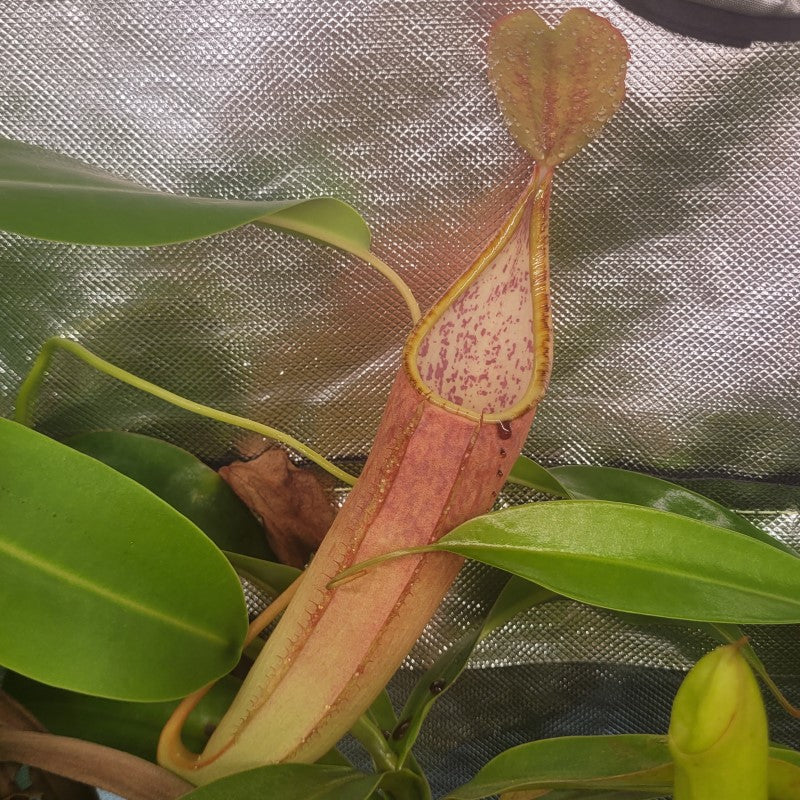 Nepenthes sanguinea