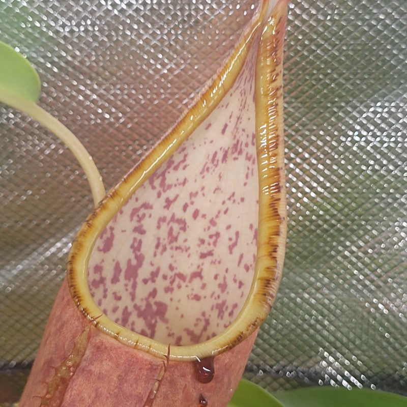 Nepenthes sanguinea