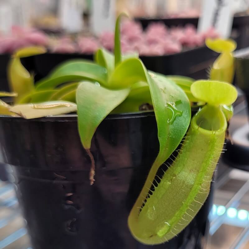 Nepenthes sanguinea
