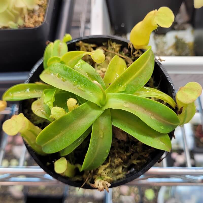 Nepenthes sanguinea