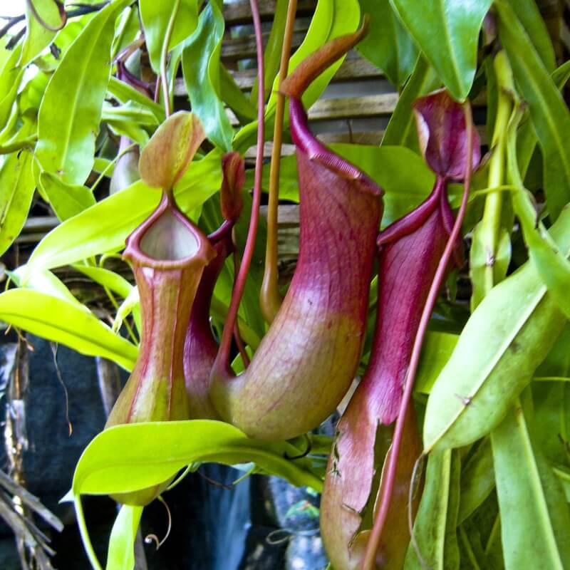 Nepenthes ventricosa