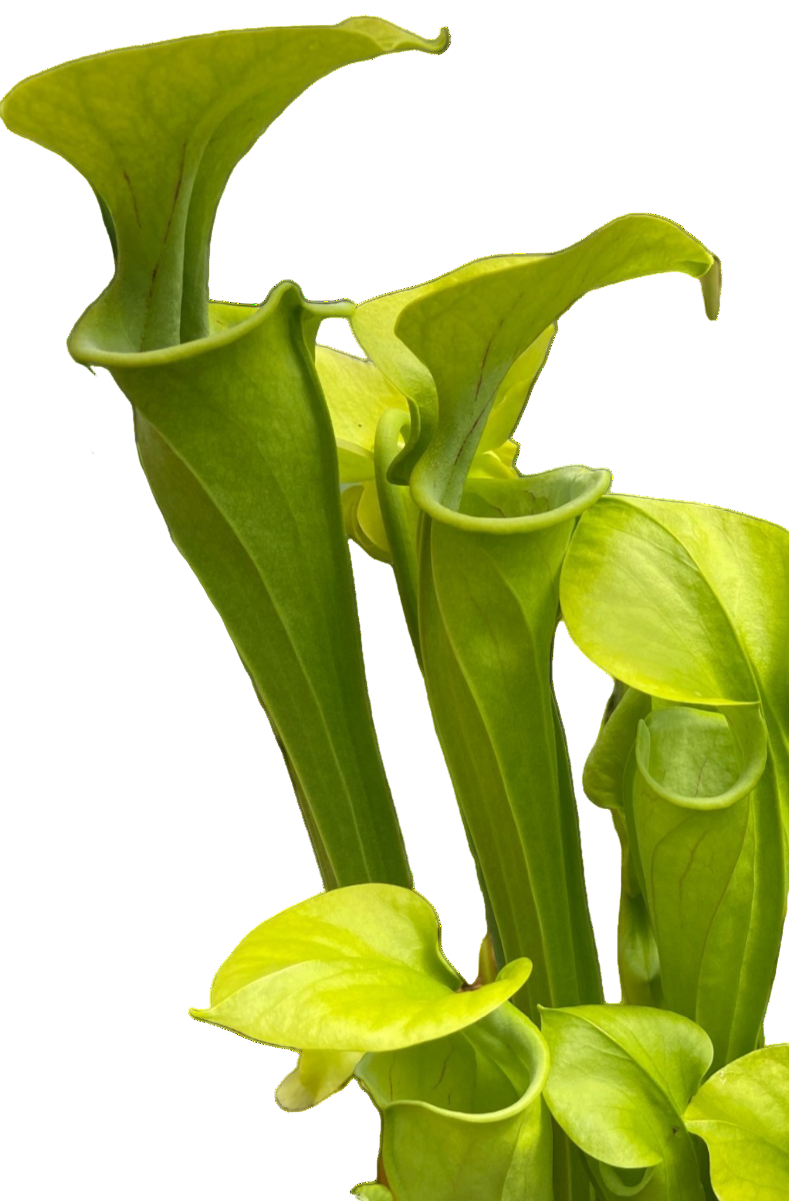 Sarracenia oreophila 'Sand Mountain' (Mountain Pitcher Plant)