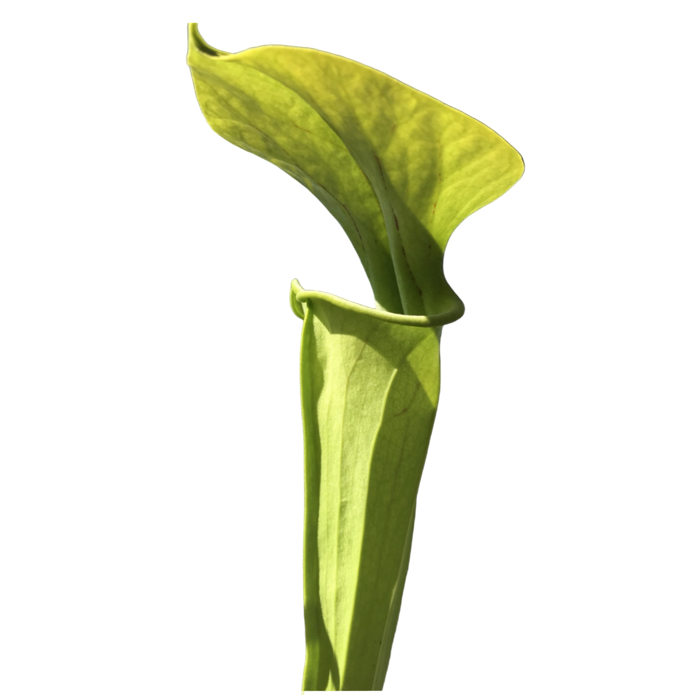 Sarracenia oreophila 'Sand Mountain' (Mountain Pitcher Plant)