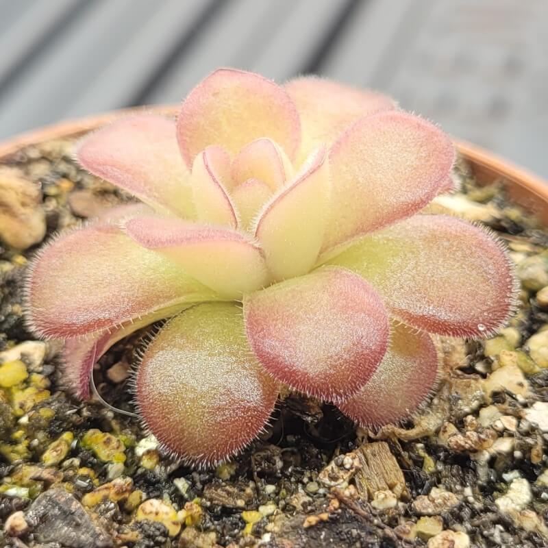 Pinguicula agnata 'El Lobo'