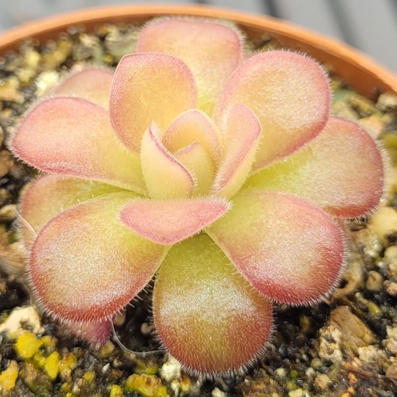 Pinguicula agnata 'El Lobo'