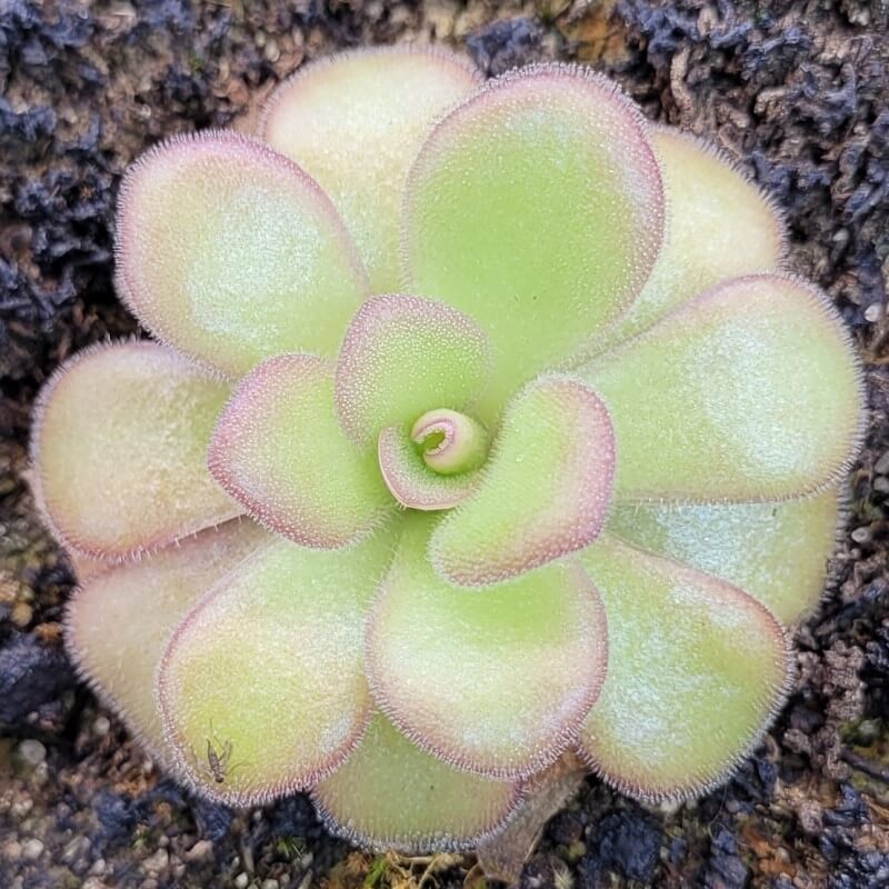 Pinguicula agnata 'El Lobo'