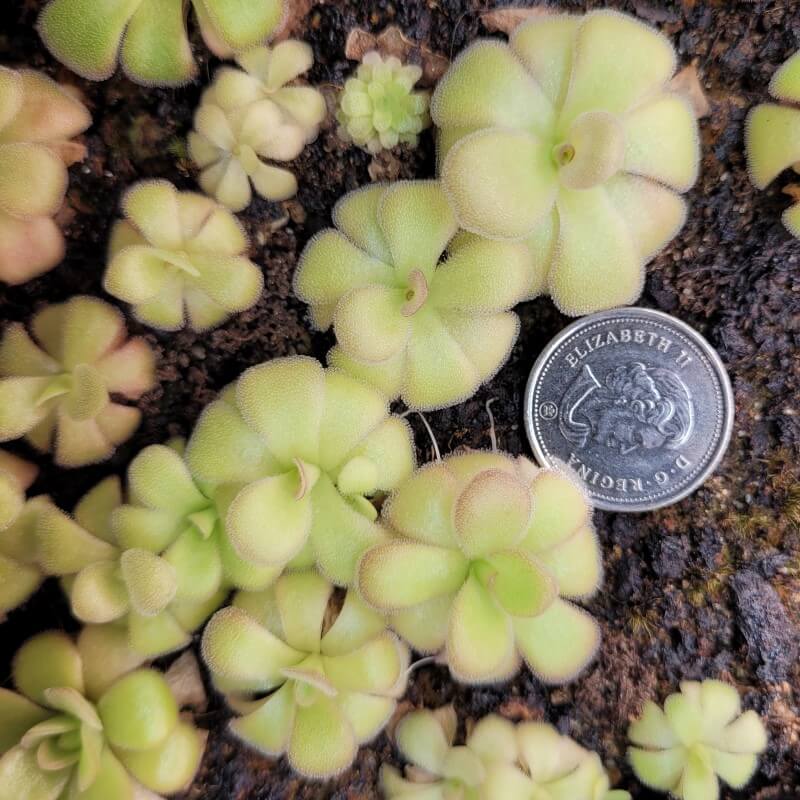 Pinguicula agnata 'El Lobo'