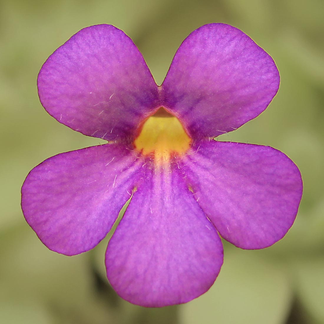 Pinguicula agnata x cyclosecta