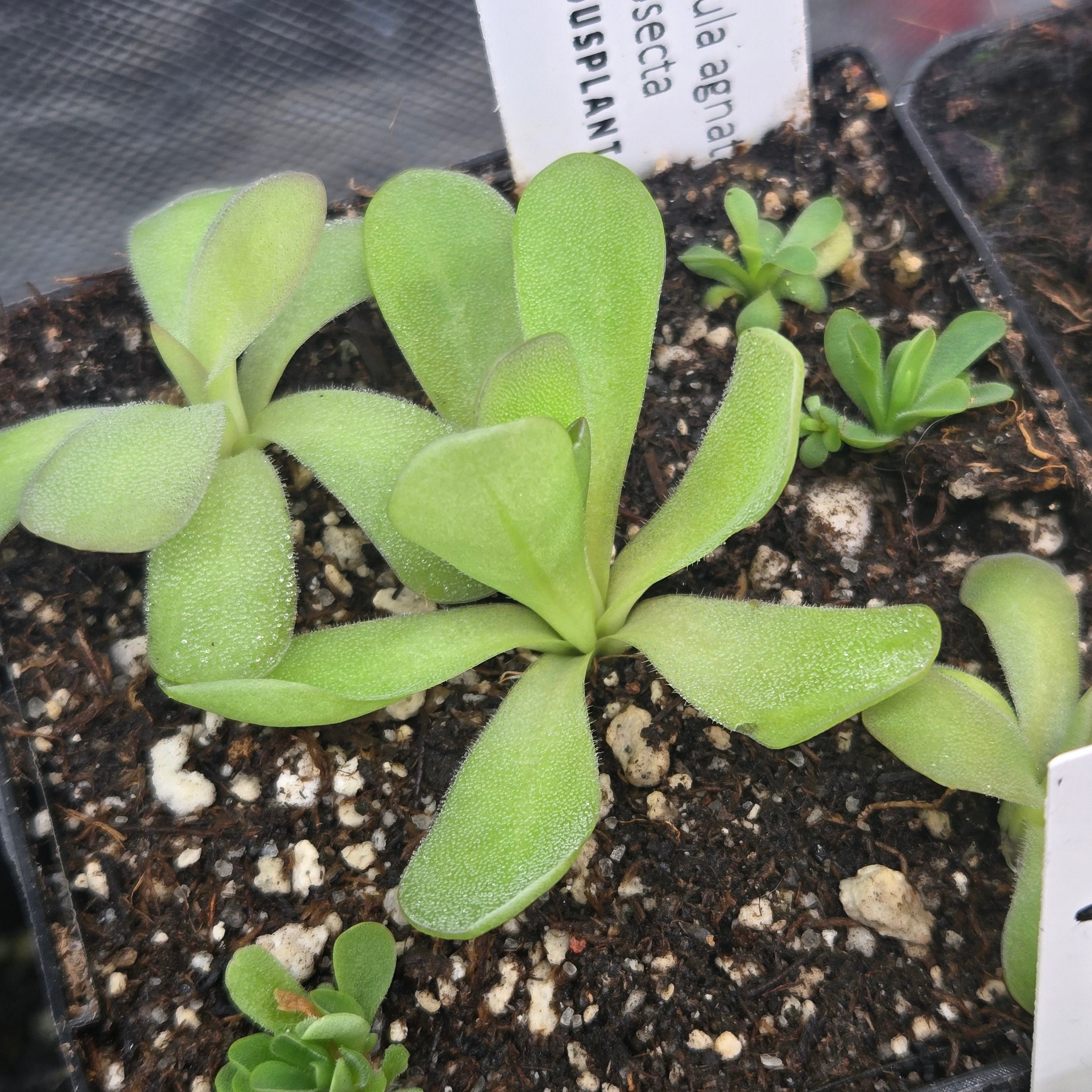 Pinguicula agnata x cyclosecta