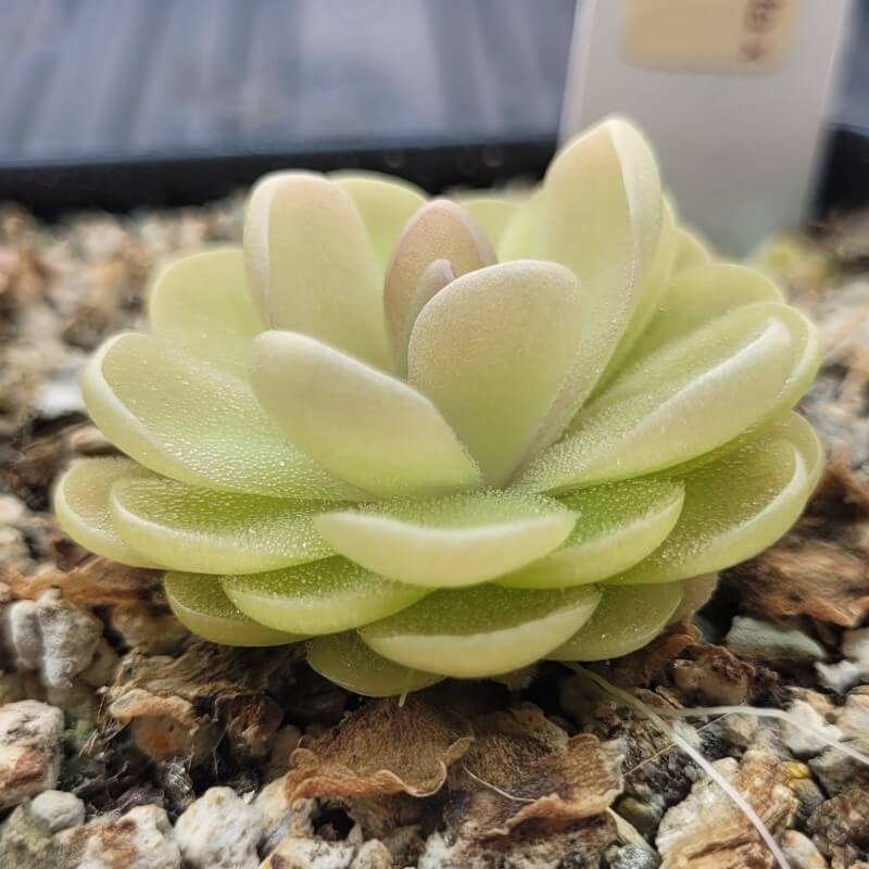 Pinguicula agnata x ehlersiae