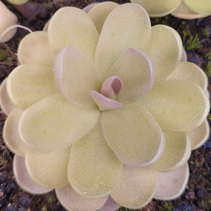 Pinguicula agnata x ehlersiae