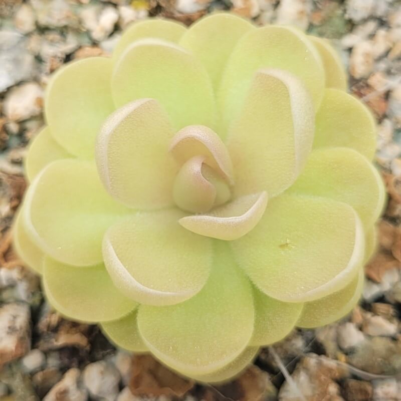 Pinguicula agnata x ehlersiae