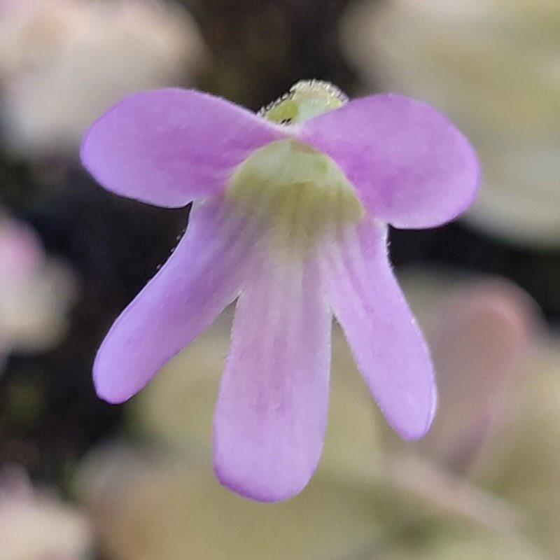 Pinguicula agnata x ehlersiae