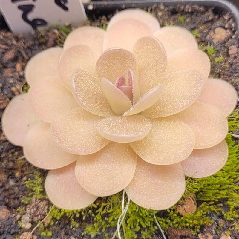 Pinguicula agnata x ehlersiae