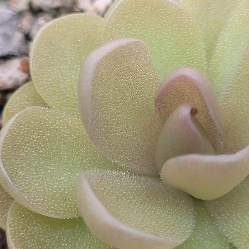 Pinguicula agnata x ehlersiae