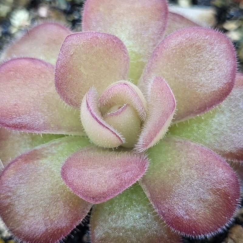 Pinguicula agnata 'El Lobo'