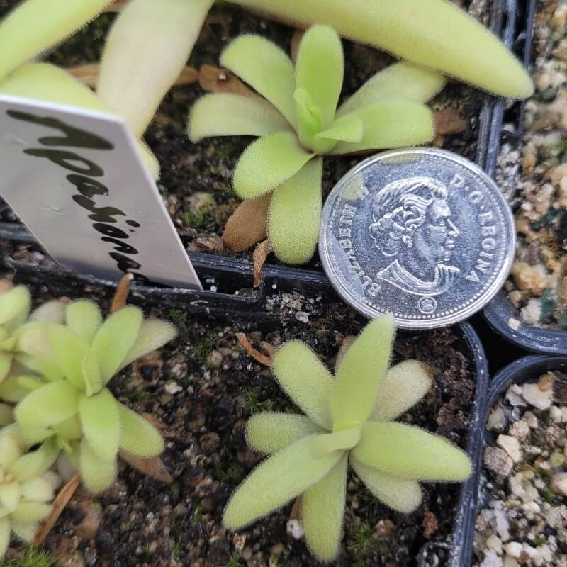 Pinguicula 'Apasionada'