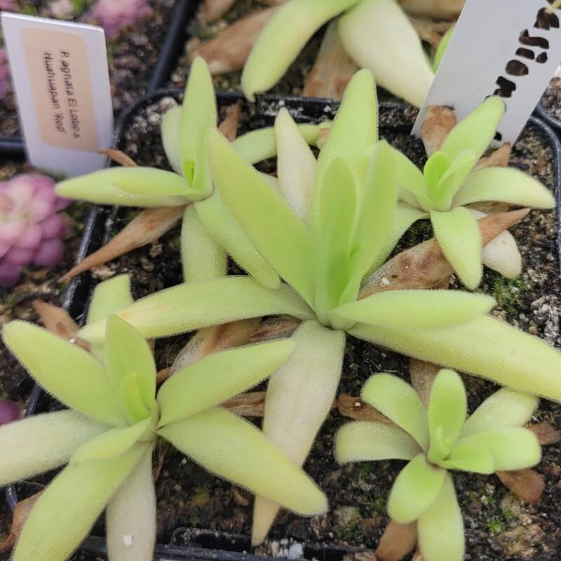 Pinguicula 'Apasionada'