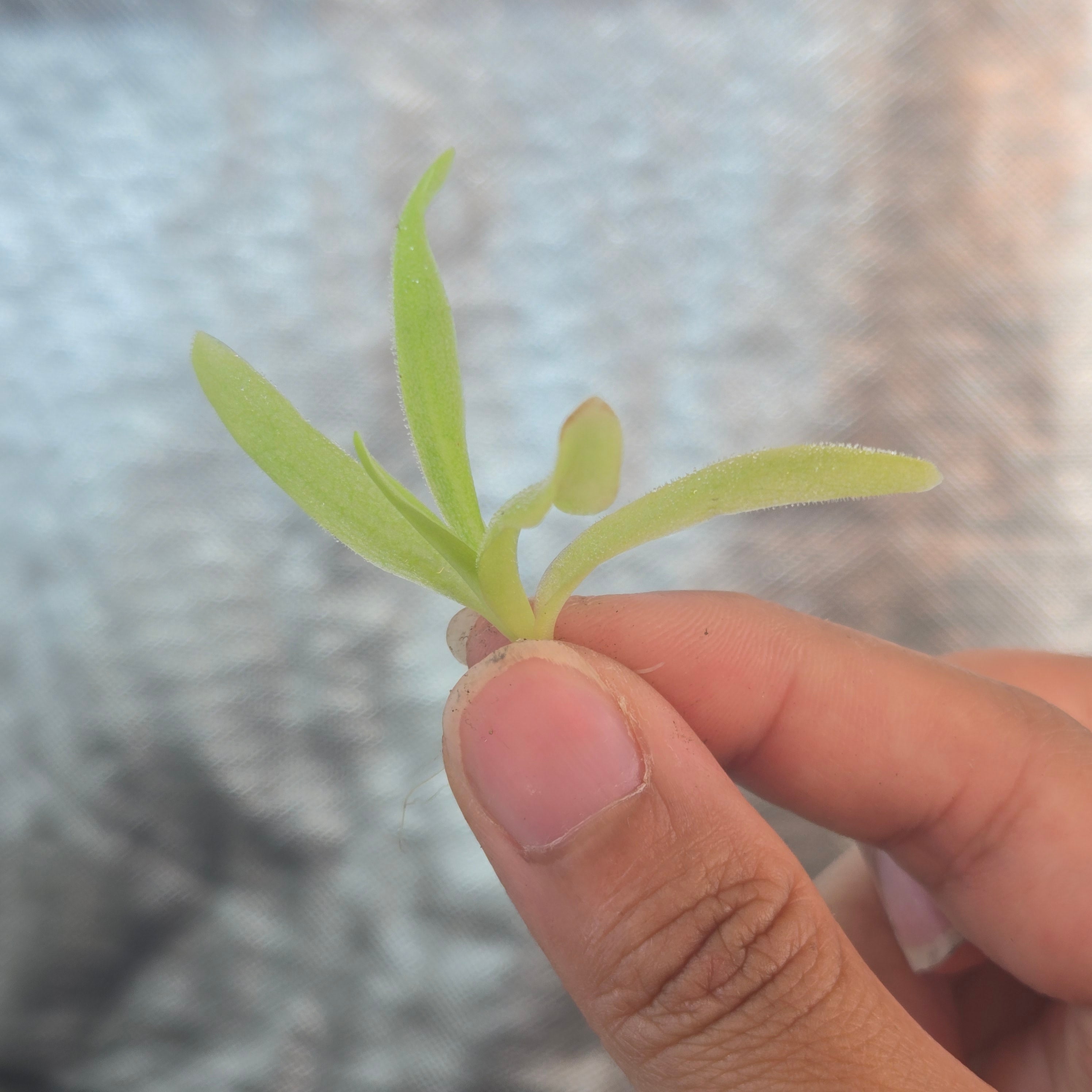 Pinguicula 'Apasionada'