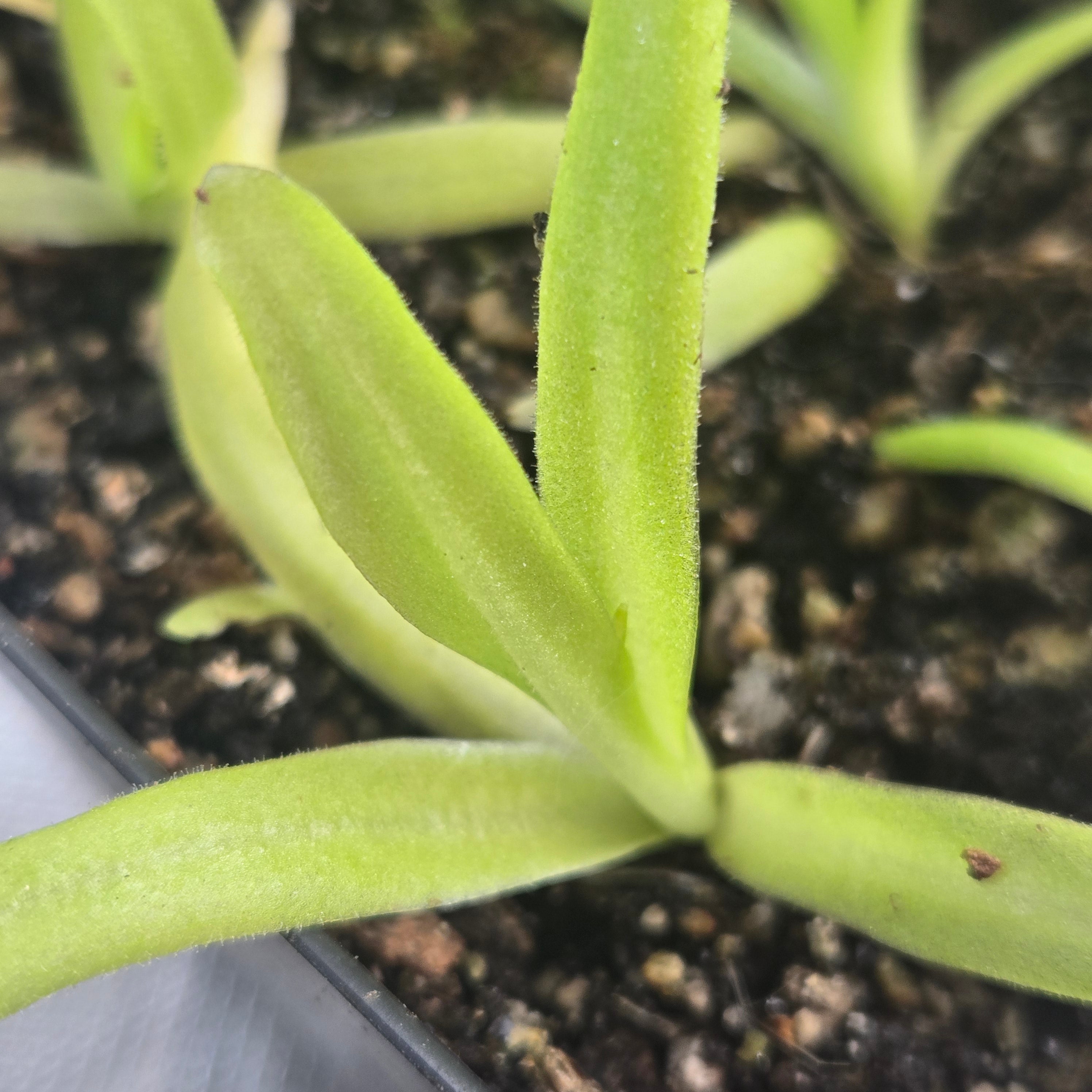 Pinguicula 'Apasionada'