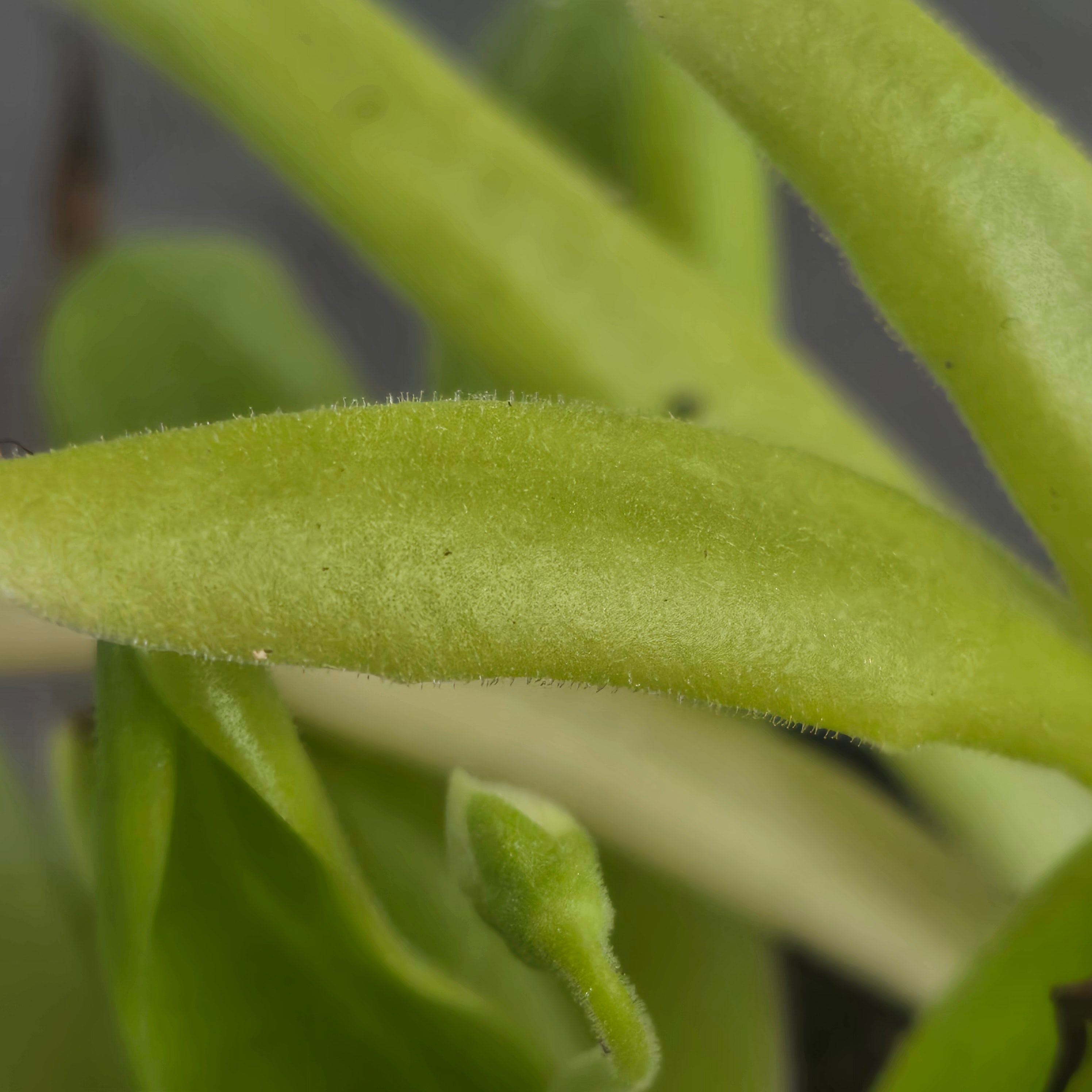 Pinguicula 'Apasionada'