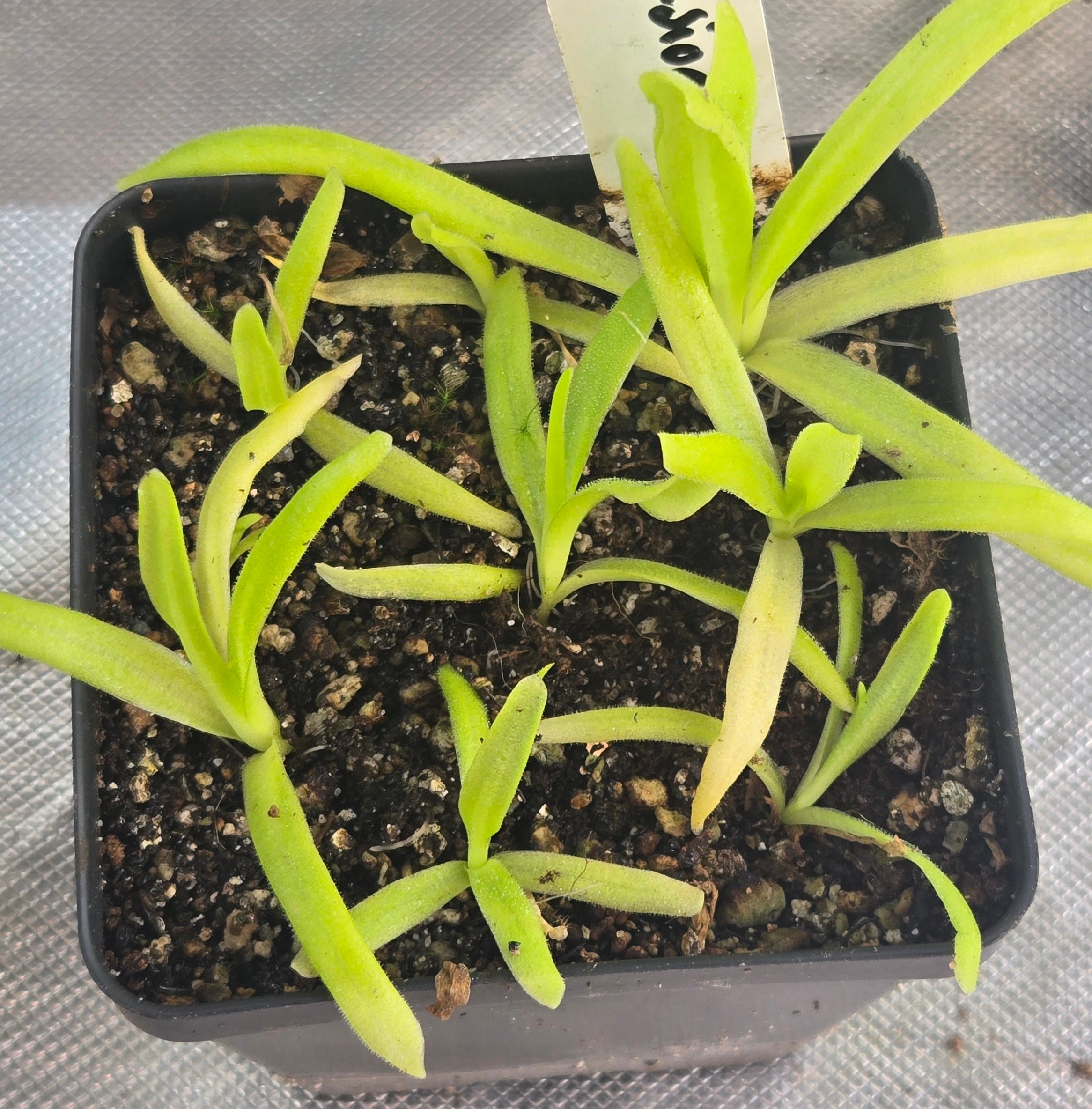 Pinguicula 'Apasionada'