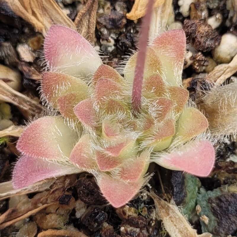 Pinguicula 'BCP Crystal'