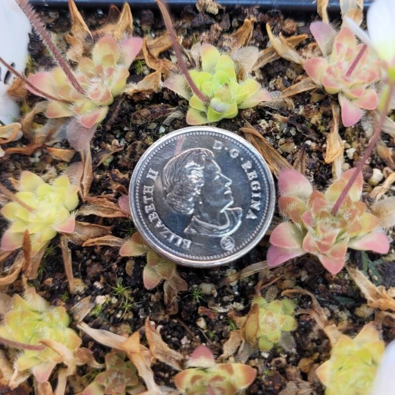 Pinguicula 'BCP Crystal'