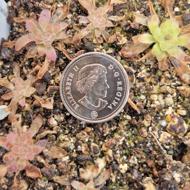 Pinguicula 'BCP Crystal'